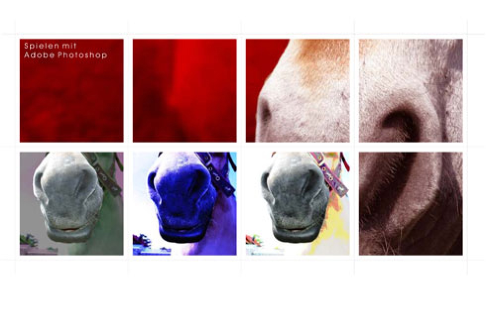 Pferdegesichter in Adobe Photoshop verfremdet